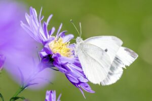 Ciekawostki o motylach, które warto znać